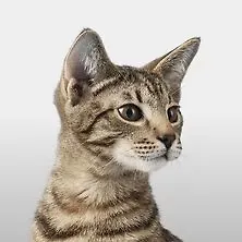 محصولات نگهداری از گربه